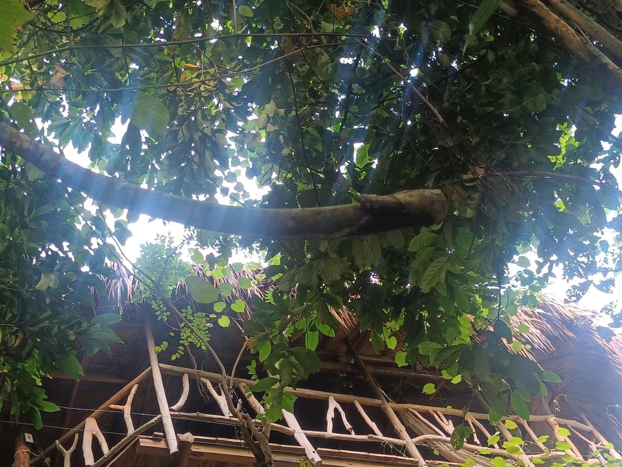 Sierra Tayrona Hostel El Zaino Eksteriør bilde